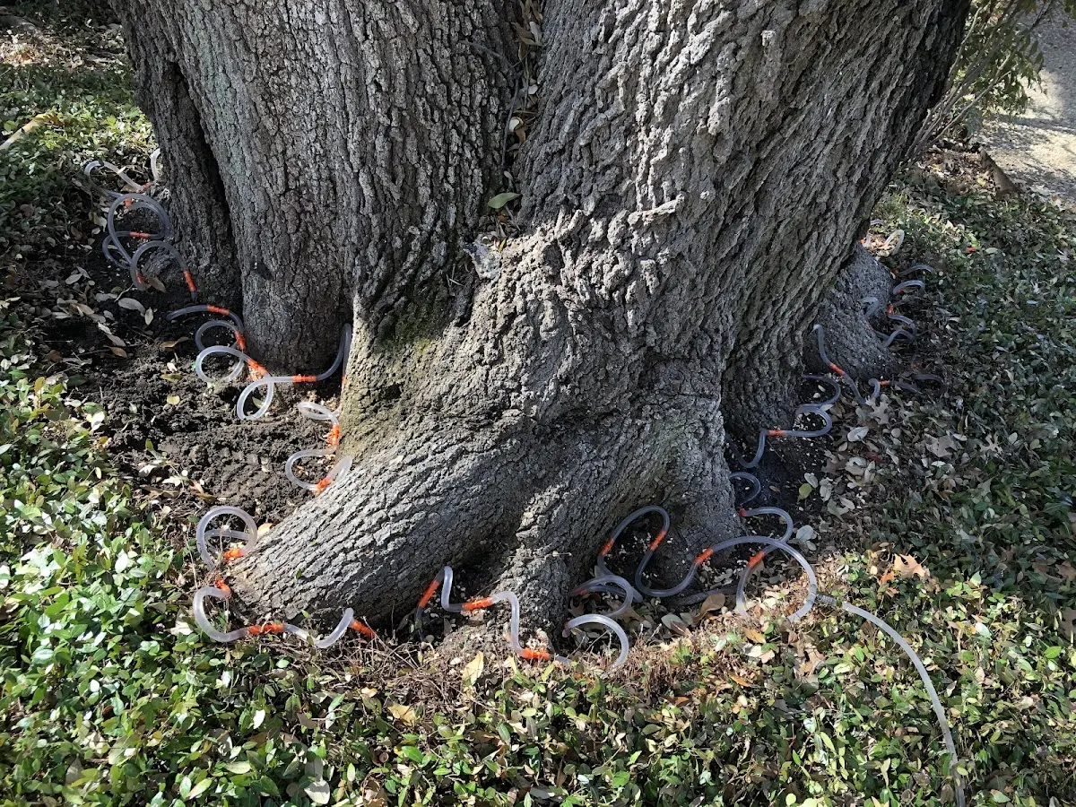 Detailed Tree Cabling and Bracing job site in Creighton